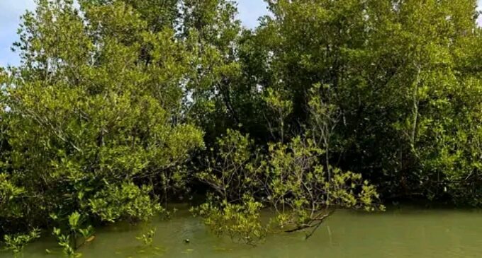 RESTAURATION DES MANGROVES DE MADAGASCAR: La Fondation Coca-Cola soutient l’ONG Blue Ventures